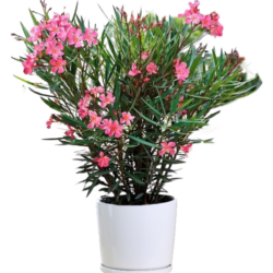 Nerium Oleander (Pink)